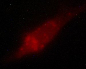 enhanced fluorescence image